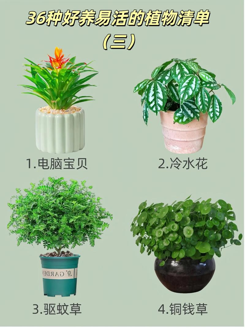 康乃馨鲜花